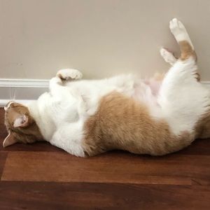 Meet your Posher, Henry